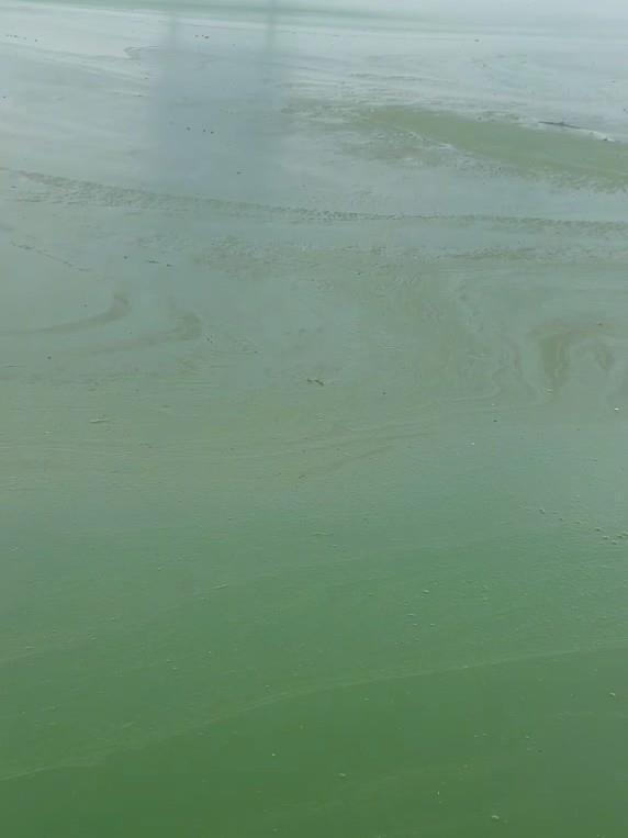 易信盈 昆明滇池部分水域变绿有异味，管理局：特定气候下出现轻度水华，已处理控制